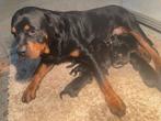 Rottweilerpups, Parvo, België, 8 tot 15 weken, Meerdere