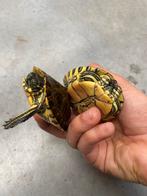 Florida sierschildpadden –  2 jaar – gezond, Tortue, Domestique, 3 à 6 ans