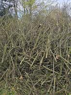 klein brandhout/aanmaakhout/barbecue, Ophalen, Takken