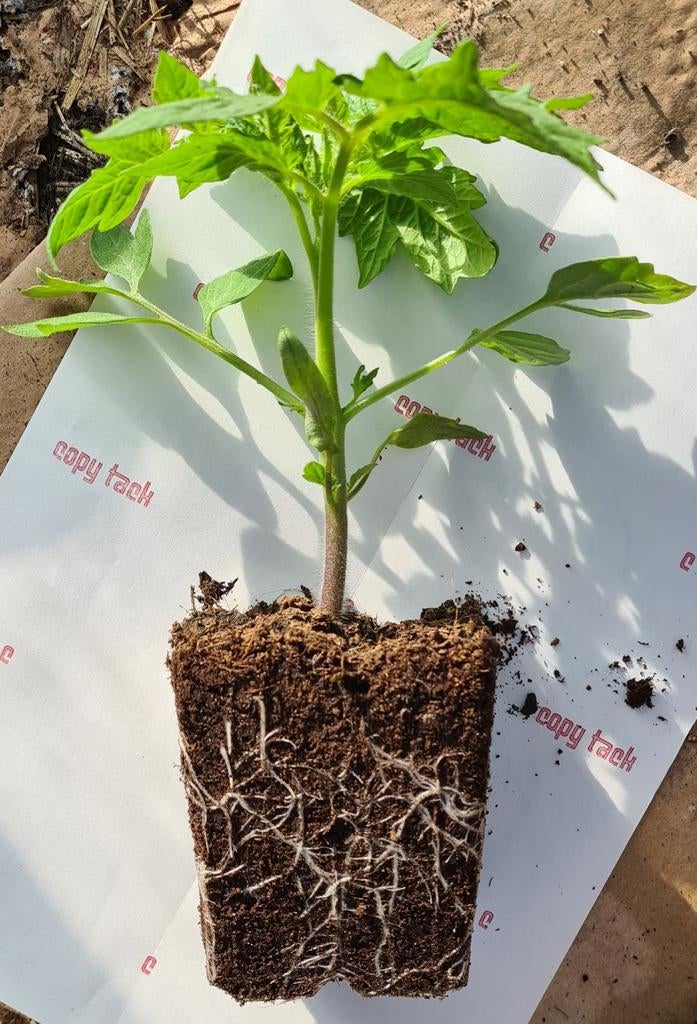20+ SOORTEN TOMATENPLANTEN. (NOG EVEN!)., Jardin & Terrasse, Enlèvement