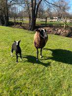 Zwartbles schapen te koop, Dieren en Toebehoren, Schapen, Geiten en Varkens