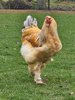 Een indrukwekkende, grote en trotse 2-jarige Brahama haan, Dieren en Toebehoren, Pluimvee