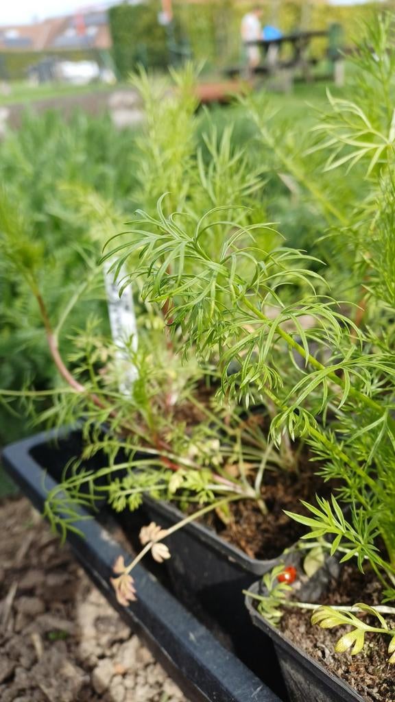 Planten Nigella (juffertje-in-het-groen), Jardin & Terrasse, Plantes | Jardin, Plein soleil, Été, Plante fixe, Enlèvement ou Envoi