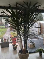 Yucca, Ophalen, Buiten