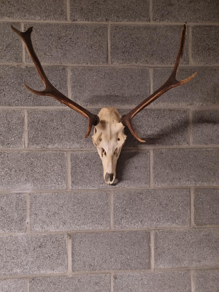 Edelhert gewei, Verzamelen, Dierenverzamelingen, Ophalen, Schedel