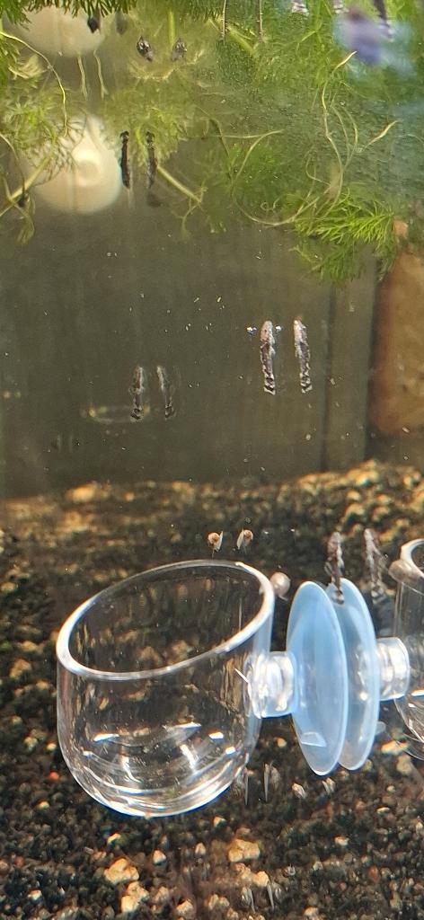 Baby ancistrusjes, Animaux & Accessoires, Poissons | Poissons d'aquarium, Poisson d'eau douce, Autres types