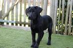 Superbes chiots Black Labrador, parents testés, Animaux & Accessoires, Chienne, Belgique, Labrador retriever, Un chien