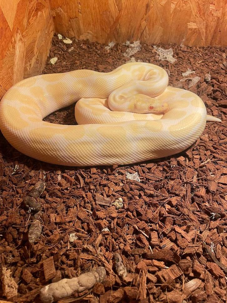 Ball python, Dieren en Toebehoren, Reptielen en Amfibieën, Slang, 3 tot 6 jaar, Met terrarium, Tam