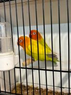 Pale fallow groen., Dieren en Toebehoren, Vogels | Parkieten en Papegaaien, Meerdere dieren, Dwergpapegaai of Agapornis, Geringd