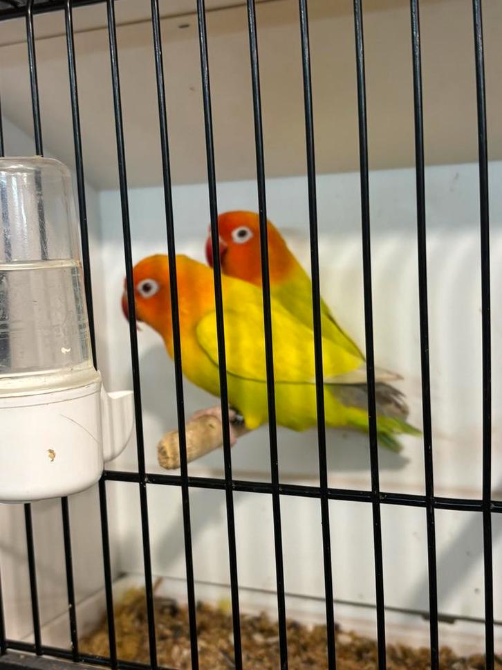 Vert jachère pâle., Animaux & Accessoires, Oiseaux | Perruches & Perroquets, Perroquet nain ou Inséparable, Plusieurs animaux