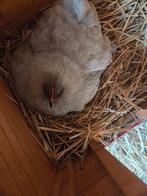 Cochin gris avec poussins, Plusieurs animaux