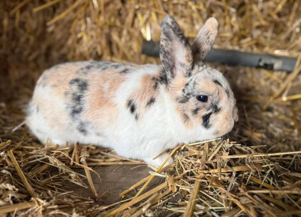 Lief dwergkonijntje, Dieren en Toebehoren, Konijnen