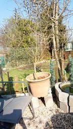 olijfboom, Tuin en Terras, Planten | Bomen, Ophalen, In pot, Olijfboom