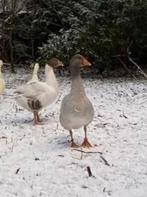 Frankische gans man, Animaux & Accessoires, Volatiles, Mâle, Oie ou Cygne