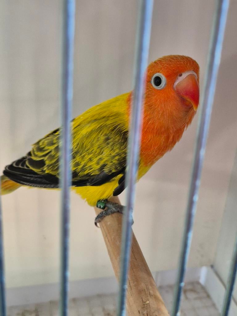 Fischeri opaline euwing, Geringd