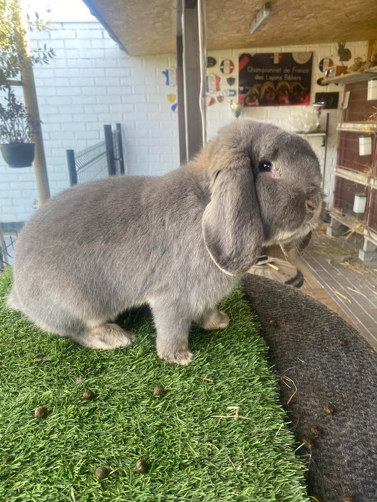 Duitse hangoor konijn, Dieren en Toebehoren, Konijnen, Hangoor