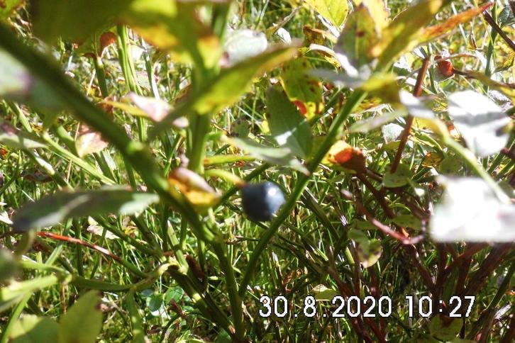 toebehoren voor ponys, Dieren en Toebehoren, Paarden en Pony's | Hoofdstellen en Tuigage, Gebruikt, Overige soorten, Ophalen