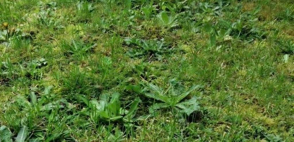 Sproeien van onkruid in gazon, weide, oprit, parkings, Enlèvement ou Envoi