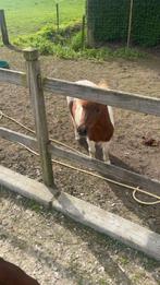 Shetlander Te Koop, Dieren en Toebehoren, Paarden, Minder dan 160 cm, Ruin, Zadelmak, Gechipt