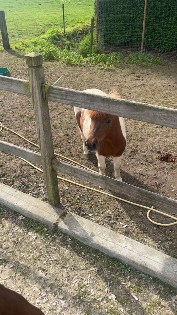 Shetlander Te Koop, Dieren en Toebehoren, Paarden, Ruin, Zadelmak, Minder dan 160 cm, 11 jaar of ouder, Recreatiepaard, Gechipt