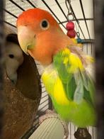 Koppel dwergpapegaai, Dieren en Toebehoren