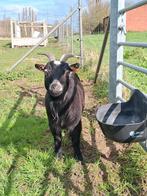 Geit, Dieren en Toebehoren, Schapen, Geiten en Varkens, Vrouwelijk, Geit, 3 tot 5 jaar