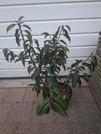 Portugese laurier, Ophalen, Laurier