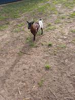 Dwerggeitjes, Dieren en Toebehoren