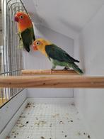 Ficheri 's  koppeltje te koop., Plusieurs animaux, Perroquet nain ou Inséparable, Bagué