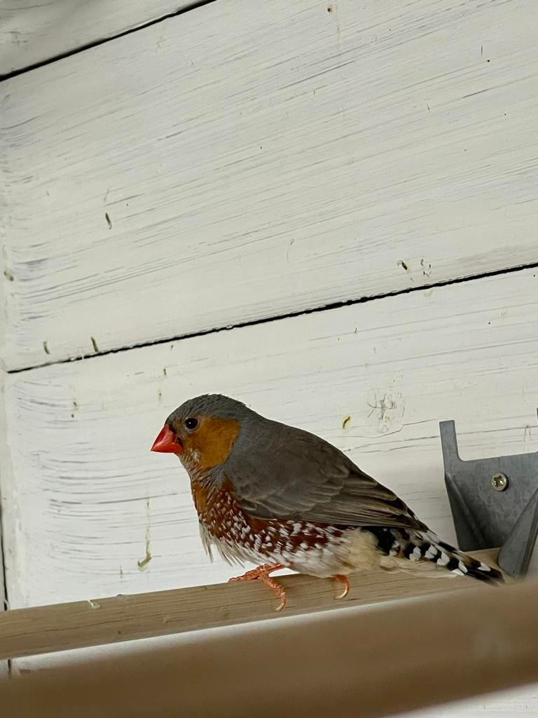 Orb/zwb grijze zebravink man, Mannelijk, Tropenvogel