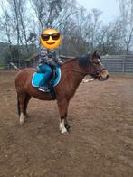 5jarige ruin, Dieren en Toebehoren, Ruin