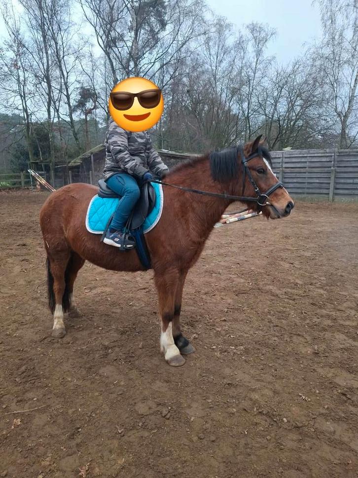 5jarige ruin, Dieren en Toebehoren, Pony's, Ruin