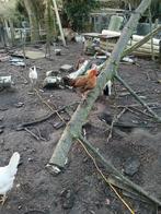 Kippen, Dieren en Toebehoren, Pluimvee