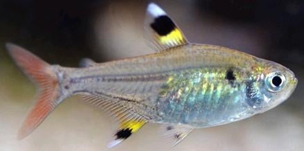 Pristella maxillaire