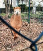 Alpaca hengstje  8 md oud, Dieren en Toebehoren, Schapen, Geiten en Varkens