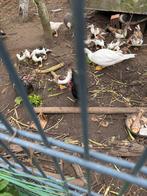 Barberie eenden, Canard