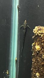 Sturisoma auteum, Dieren en Toebehoren, Vis, Zoetwatervis