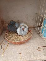Jonge duiven, Animaux & Accessoires, Plusieurs animaux