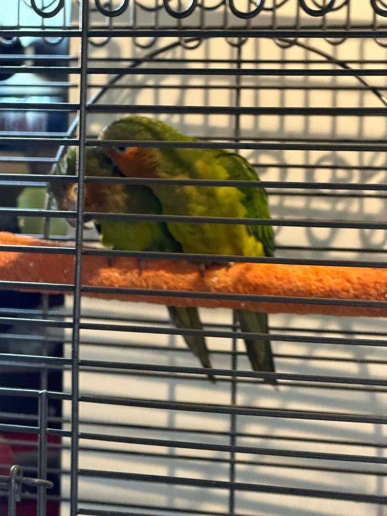 Aratinga Pertinax Surinam (Conure), Plusieurs animaux, Perroquet, Bagué