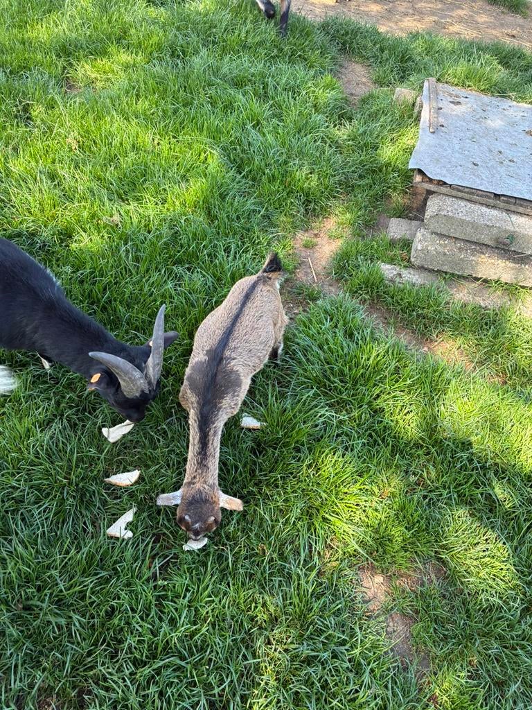 Geite 3,5 maand.  Geite miekes, Dieren en Toebehoren, Schapen, Geiten en Varkens