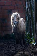 Shetlander hengst, Dieren en Toebehoren, Paarden, Hengst, Minder dan 160 cm, Met stamboom, 11 jaar of ouder