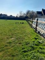 Cochin kippen + broedeieren, Dieren en Toebehoren