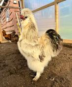 Zijdehoen haan gratis