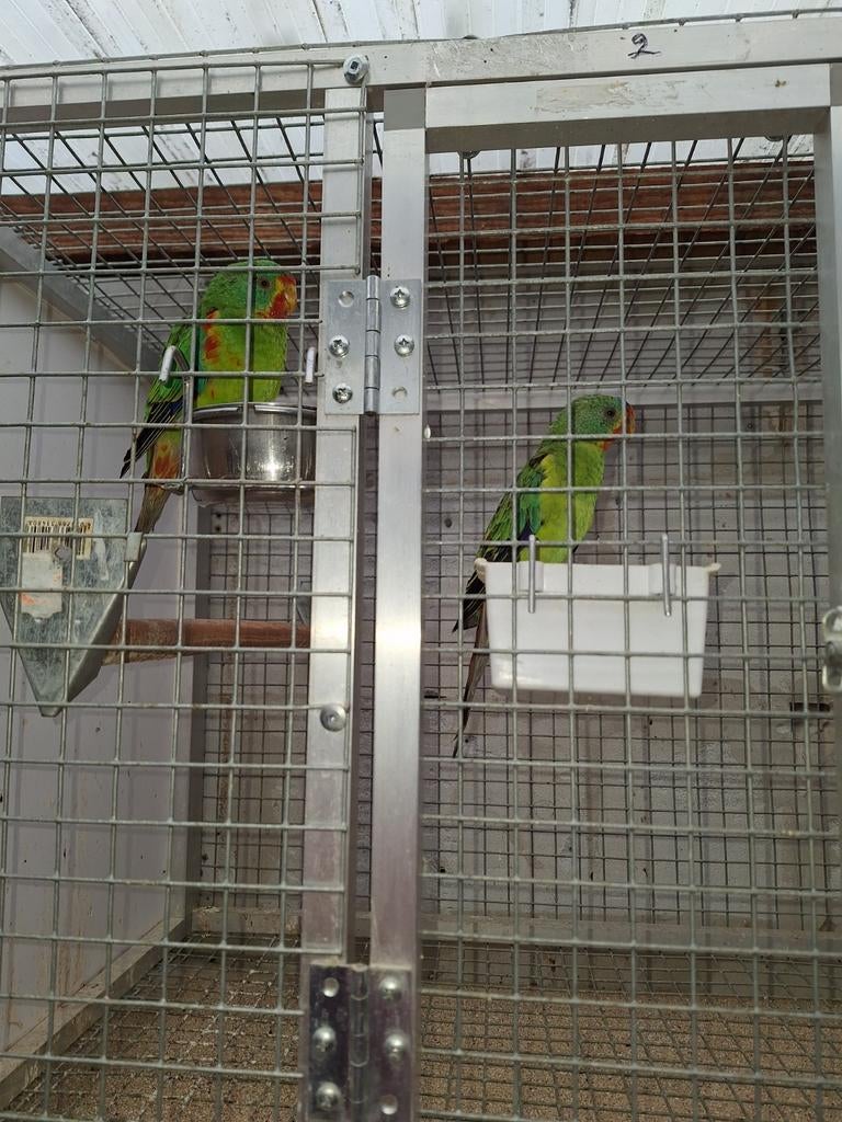 Swiftparkieten - catharina parkieten, Plusieurs animaux, Perruche, Bagué