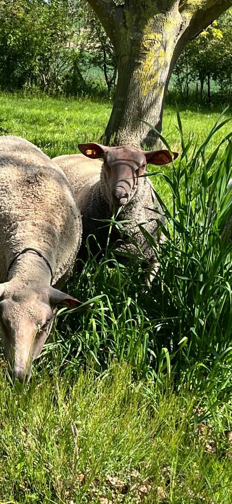 Charollais dekrammen, Animaux & Accessoires, Moutons, Chèvres & Cochons, Mouton, Mâle, 0 à 2 ans