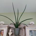 Gratis gezonde kamerplant, 50 cm hoog., Huis en Inrichting, Kamerplanten, Groene kamerplant, Ophalen, In pot, Minder dan 100 cm