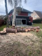 GRATIS groen dennen brandhout, Tuin en Terras, Ophalen