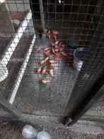 Rode kanarie te ruilen tegen harlekijn kanarie man, Mannelijk, Kleurkanarie