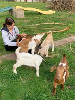 Geitjes te koop, Dieren en Toebehoren, Mannelijk, Geit, 0 tot 2 jaar