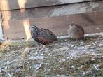 Koppel Herlekijnkwartels, Dieren en Toebehoren, Vogels | Overige Vogels, Meerdere dieren, Geringd